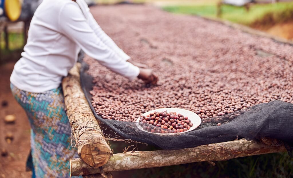 workers are picking out fresh coffee beans at washing station