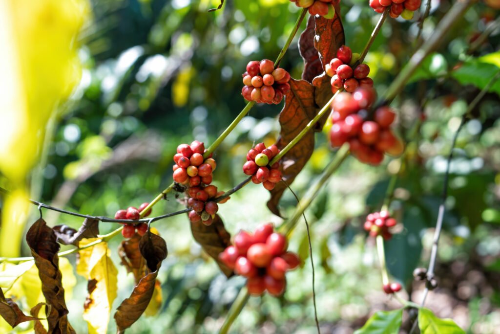 In plantation coffee berries tree harvest Robusta and arabica coffee berries